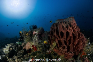 It's just nice to be in the water sometimes, this was one... by James Deverich 